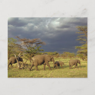 Herde afrikanischer Elefanten, Loxodonta africana, Postkarte
