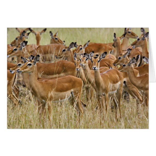 Herde der Frau Impala, Masai Mara, Kenia. (Vorderseite (Horizontal))