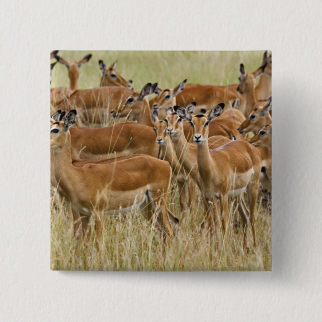 Herde der Frau Impala, Masai Mara, Kenia. Button (Vorderseite)
