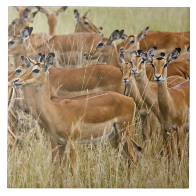 Herde der Frau Impala, Masai Mara, Kenia. Fliese (Vorderseite)