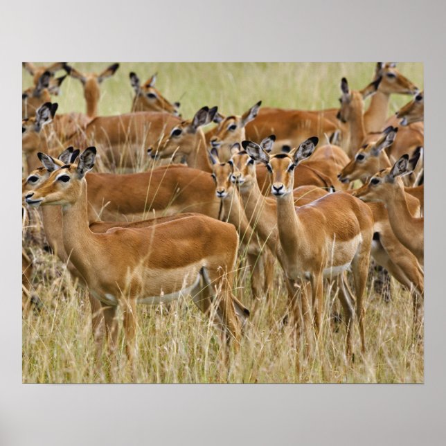 Herde der Frau Impala, Masai Mara, Kenia. Poster (Vorne)