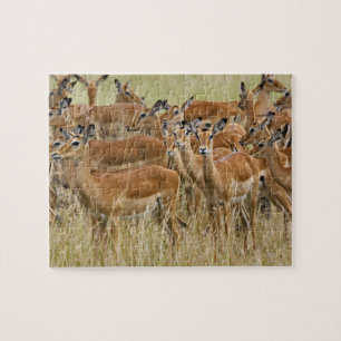 Herde der Frau Impala, Masai Mara, Kenia. Puzzle