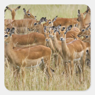 Herde der Frau Impala, Masai Mara, Kenia. Quadratischer Aufkleber