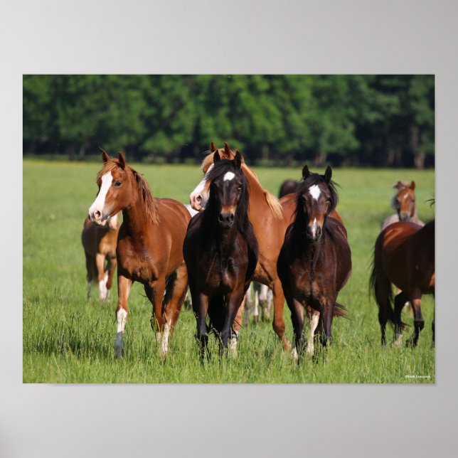 Herde der im Feld Stehenden walisischen Ponys Poster (Vorne)