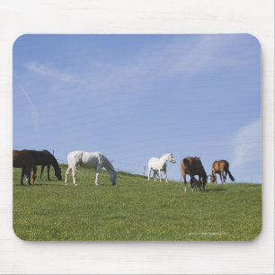 Herde der Pferde auf Wiese Mousepad