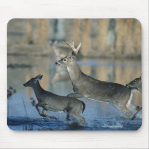 Herde des Weißwedelhirschs laufend durch Wasser Mousepad