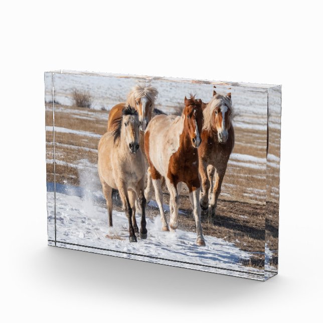 Herde gemischter Pferde, die im Schnee laufen Fotoblock (Rechts)