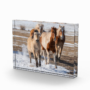 Herde gemischtrassiger Pferde läuft im Schnee Fotoblock