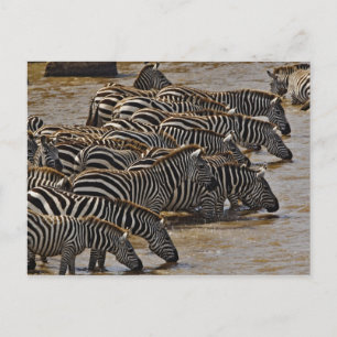 Herde von Burchell-Zebras trinkt aus dem Mara Postkarte