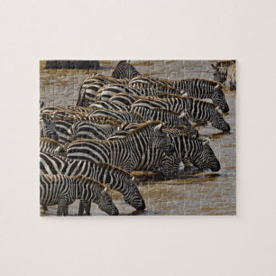 Herde von Burchell-Zebras trinkt aus dem Mara Puzzle