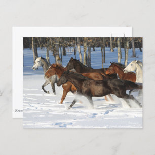 Herde von im Schnee laufenden Trakehner-Pferden Postkarte
