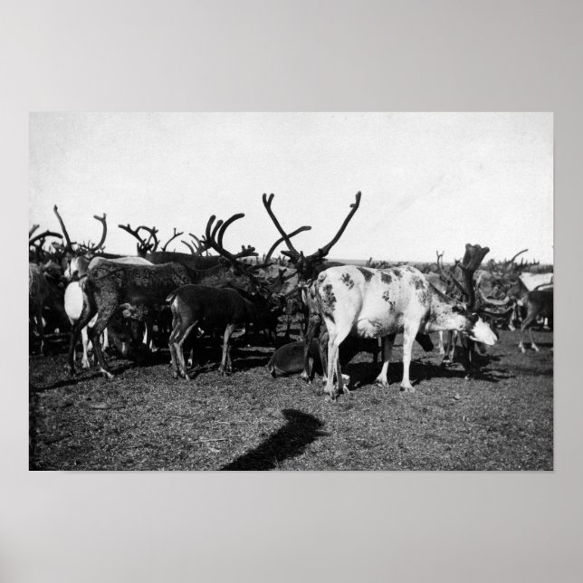 Herde von Reindeer in Alaska-Fotografie Poster (Vorne)