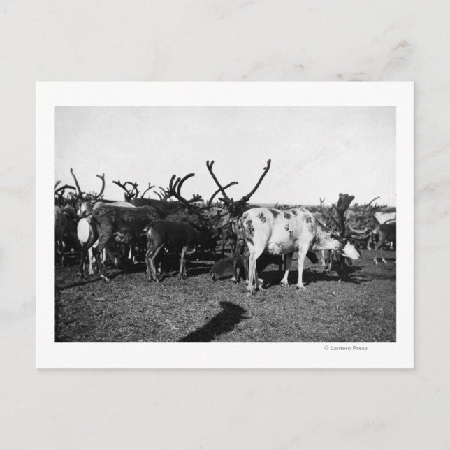 Herde von Reindeer in Alaska-Fotografie Postkarte (Vorderseite)