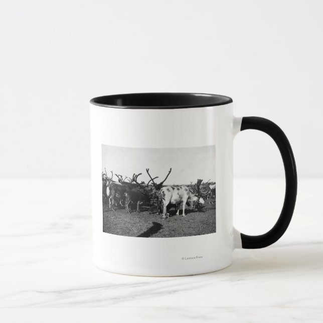 Herde von Reindeer in Alaska-Fotografie Tasse (Rechts)