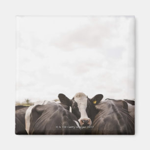 Herde von Vieh und von bewölktem Himmel 2 Magnet