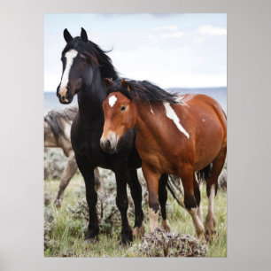 Herde wild lebender Pferde Poster