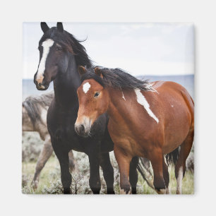 Herde wilder Pferde Magnet