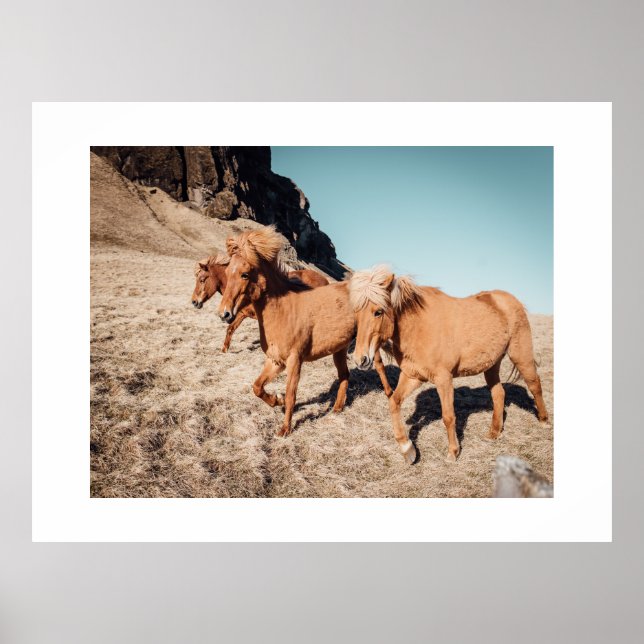 Herde wilder Ponies Poster (Vorne)