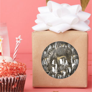 Herden von Zebras Runder Aufkleber