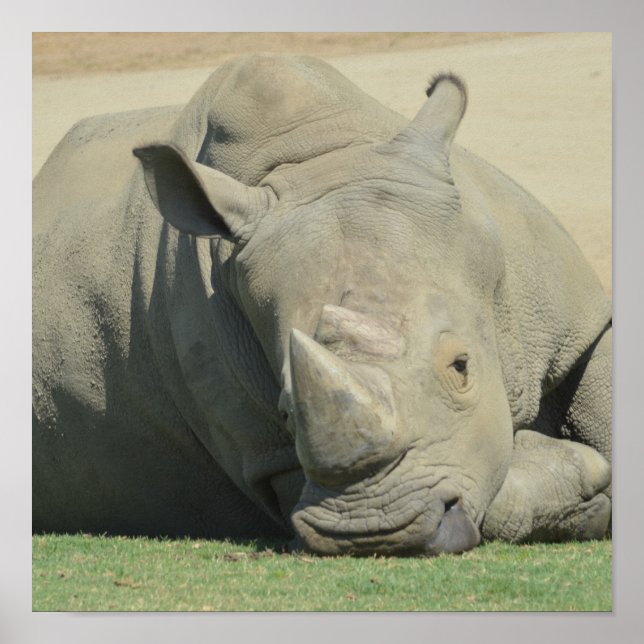 Herdenleiter Poster (Vorne)