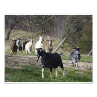 Herding-Zuhause Fotodruck