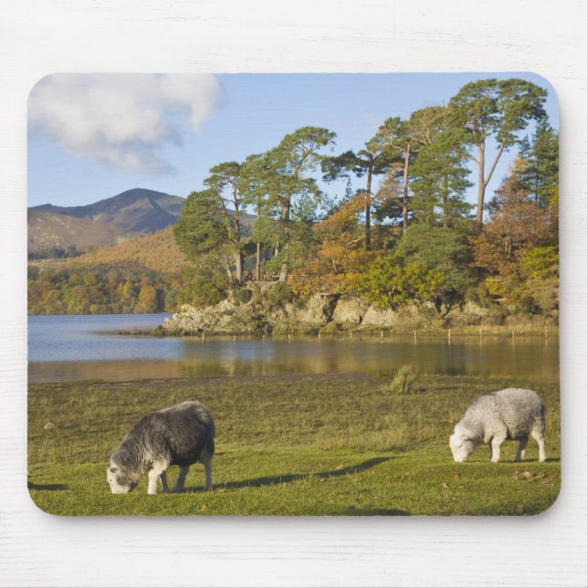 Herdwick Schafe bei Friars Crag, Derwentwater, 2 Mousepad (Vorne)