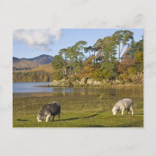 Herdwick-Schafe bei Friars Crag, Derwentwater, 2 Postkarte