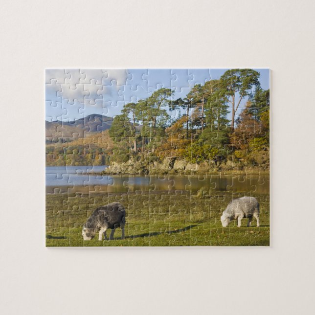 Herdwick Schafe bei Friars Crag, Derwentwater, 2 Puzzle (Horizontal)