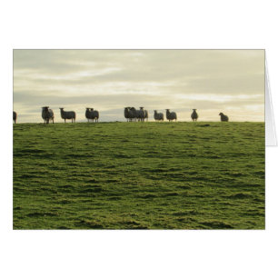 Herdwick Sheep