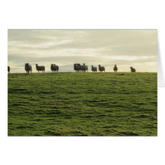 Herdwick Sheep