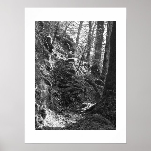 Herdwick Sheep, Cumbria Poster (Vorne)