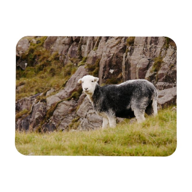 Herdwick Sheep Magnet (Horizontal)