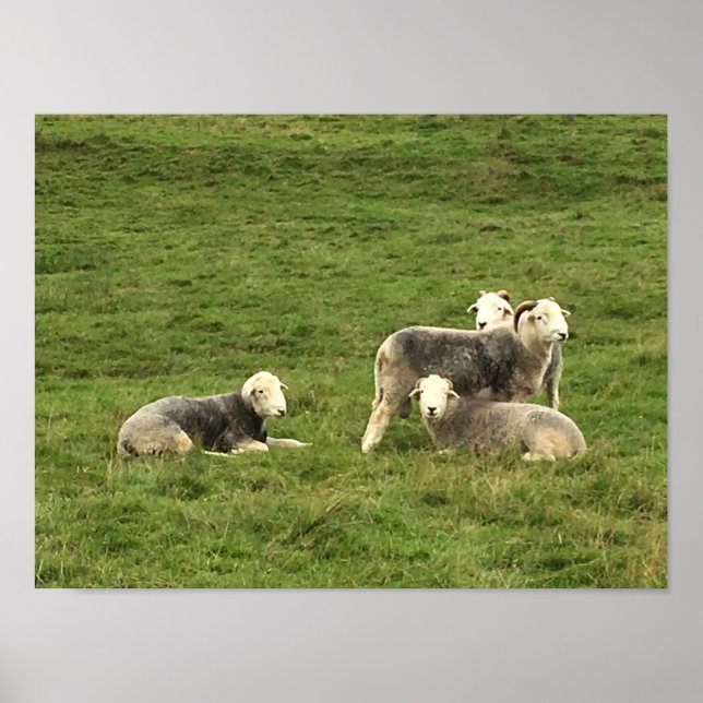 Herdwick Sheep Poster (Vorne)
