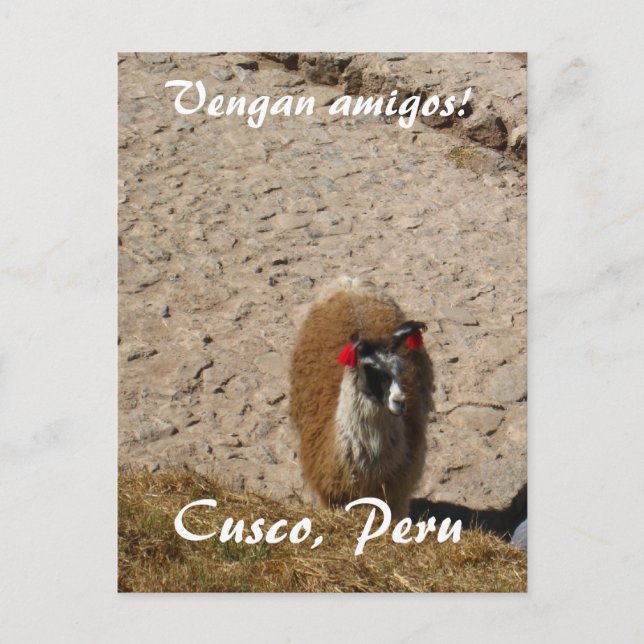 Here llama postkarte (Vorderseite)