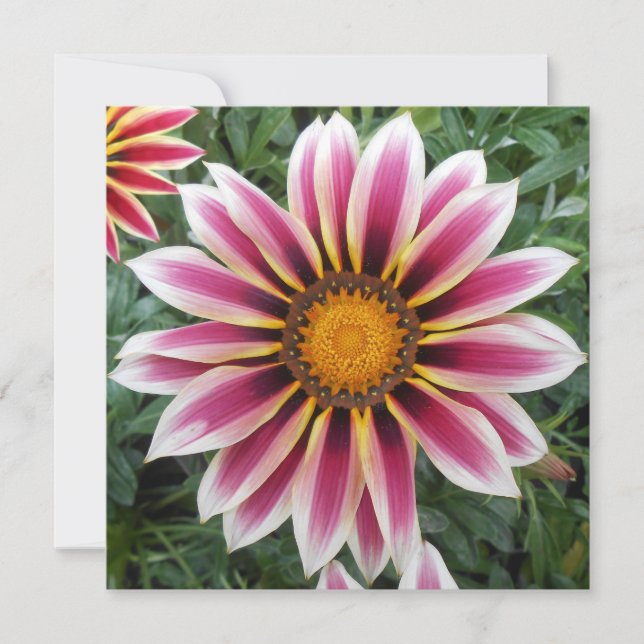 Hereford (Vorderseite)