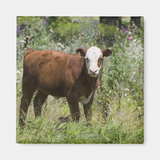 Hereford calf (Bos taurus) in der Prärie Magnet (Vorne)