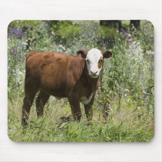 Hereford calf (Bos taurus) in der Prärie Mousepad (Vorne)