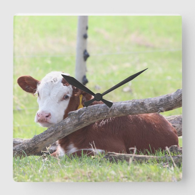 Hereford Calf Resting in der Weide Quadratische Wanduhr (Vorderseite)