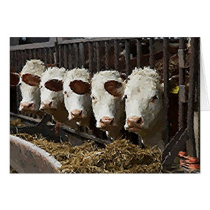 Hereford Cattle