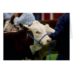 Hereford Cattle