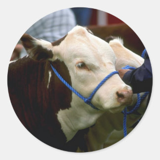 Hereford Cattle Runder Aufkleber