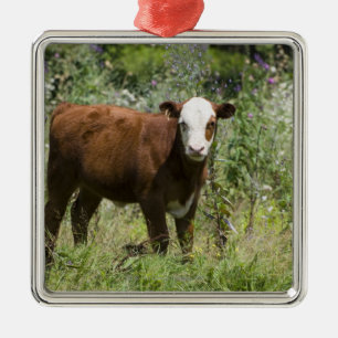 Hereford Kalb (Bosstier) in der Graslandweide Silbernes Ornament