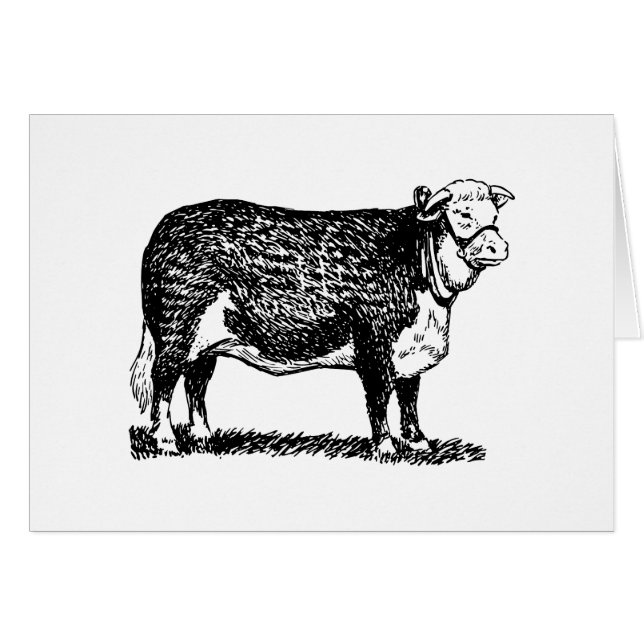 Hereford Kuh (Vorderseite (Horizontal))