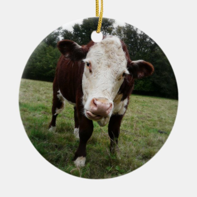Hereford Kuh, die heraus Zunge haftet Keramik Ornament (Vorne)