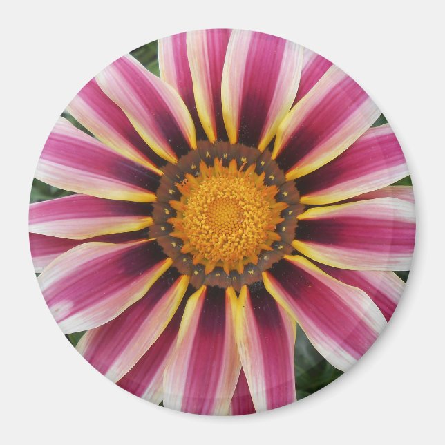 Hereford Magnet (Vorne)