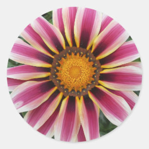 Hereford Runder Aufkleber