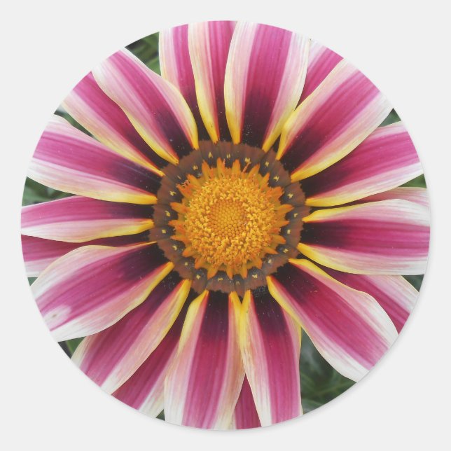 Hereford Runder Aufkleber (Vorderseite)