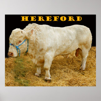 Herford Poster