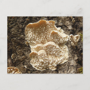 Hericium cirrhatum Pilz Postkarte