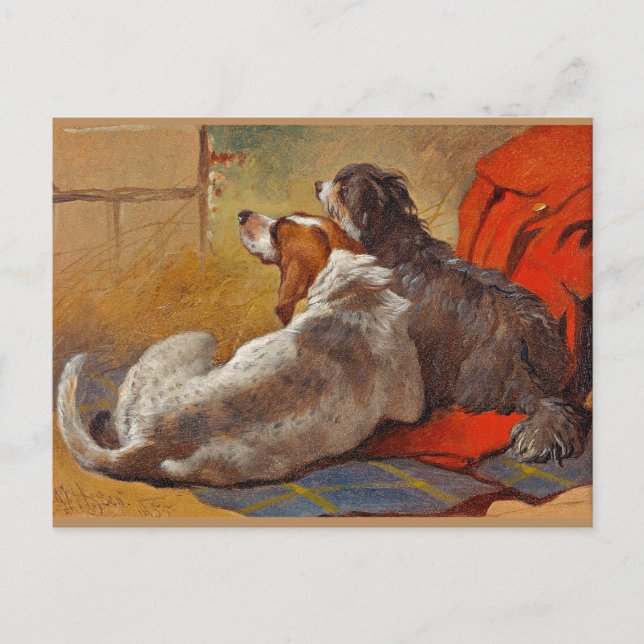 Hering - ein Hund und eine bärtige Collie, Postkarte (Vorderseite)